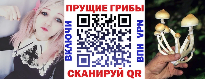 Купить где  Багратионовск  Галлюциногенные грибы Cubensis 